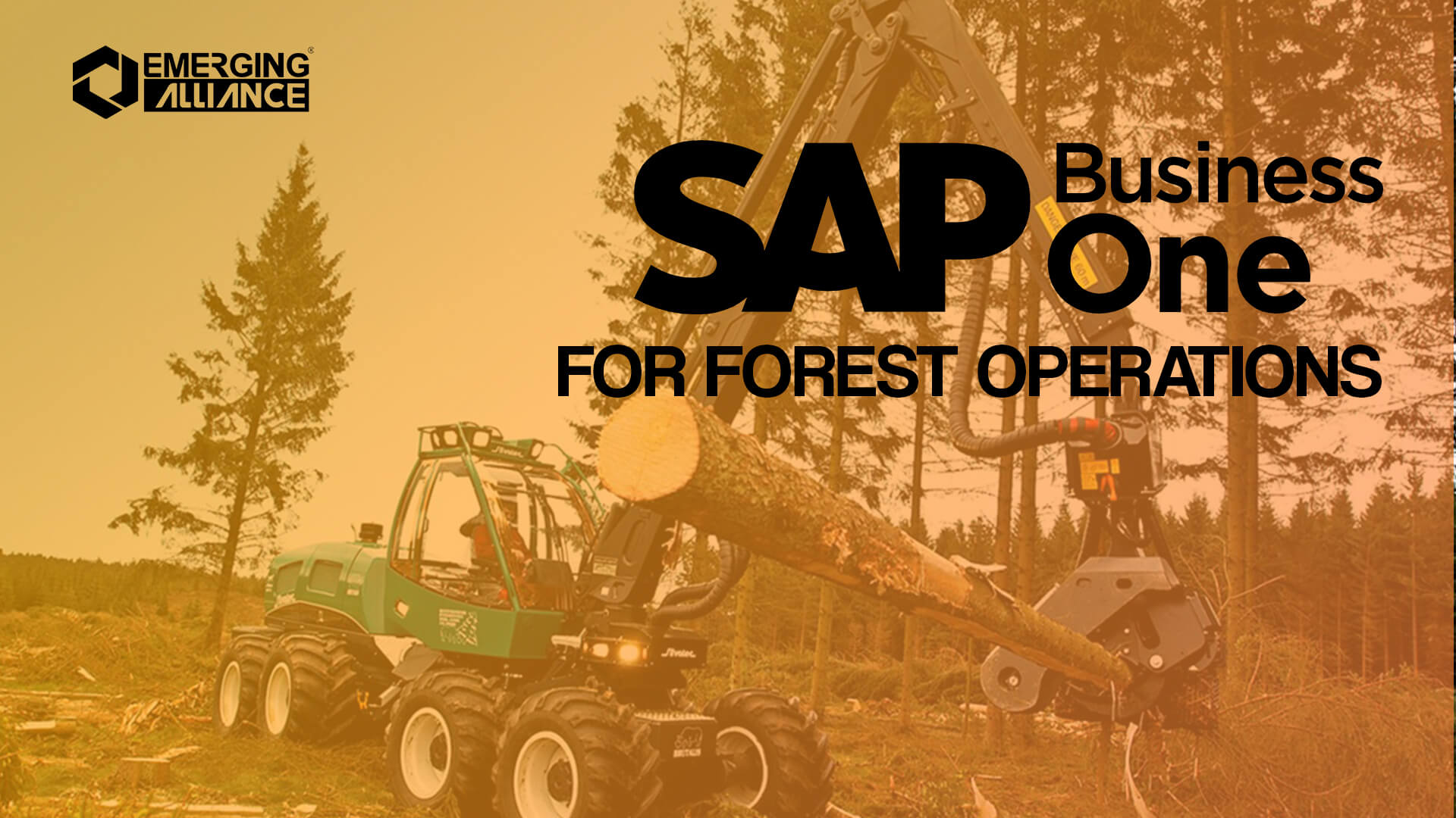 sap business one for forest operations