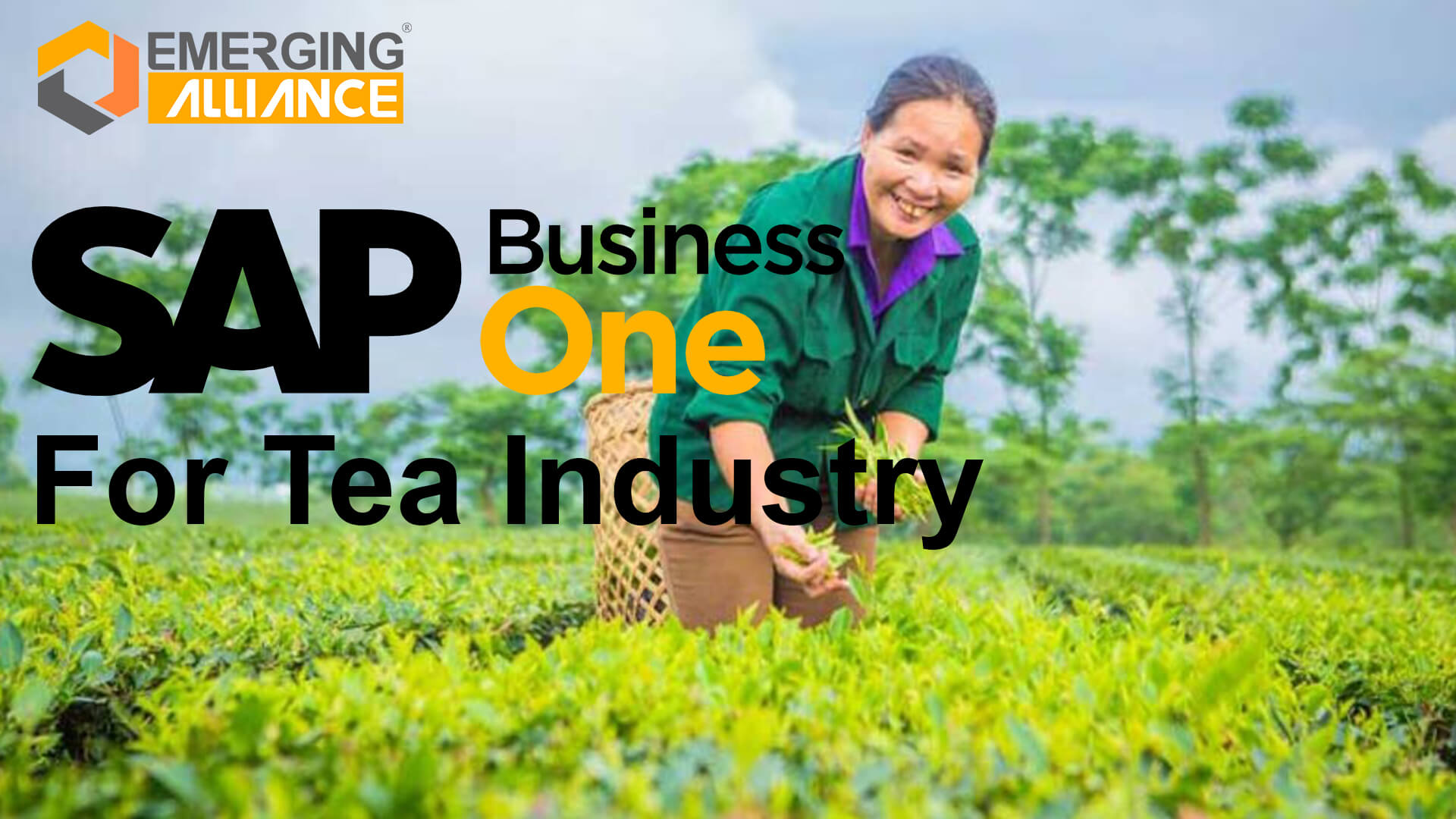 sap business one for tea industry