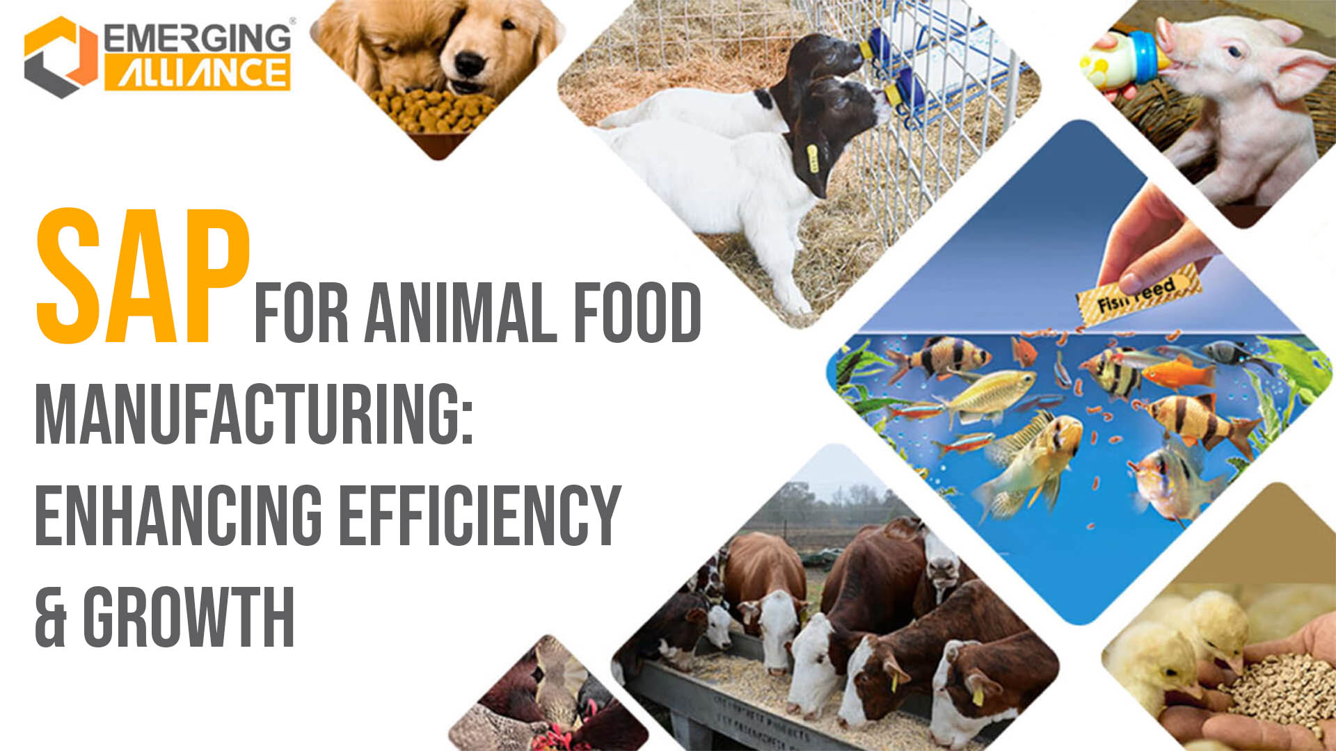 SAP Software for Animal Food Manufacturing