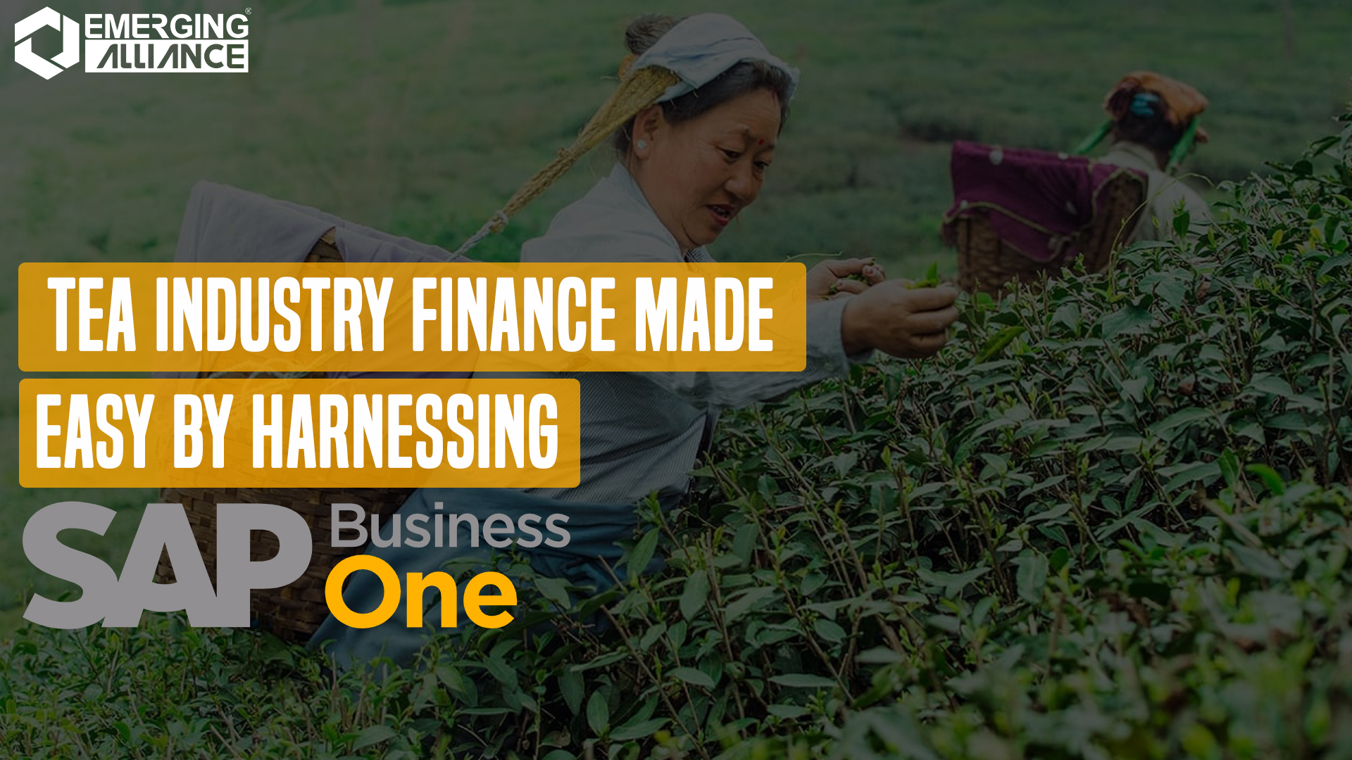 SAP Business One (SAP B1) for Tea Industry