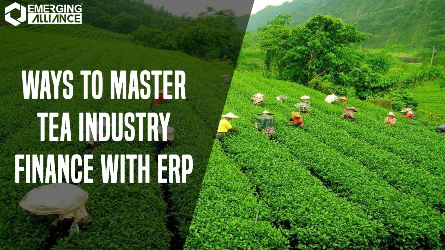 Ways to Master Tea Industry Finance with ERP