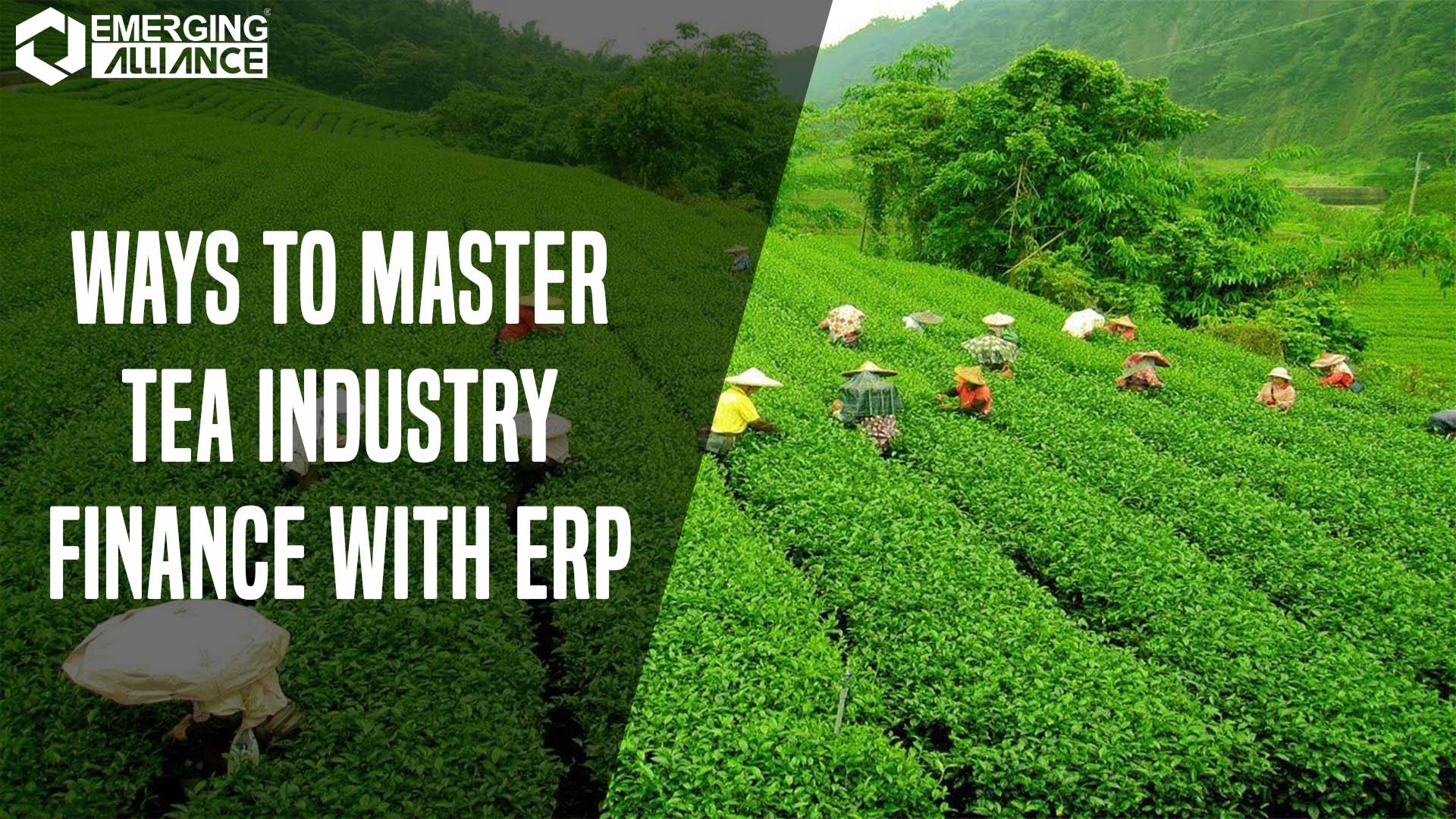 ERP Software for Tea Industry